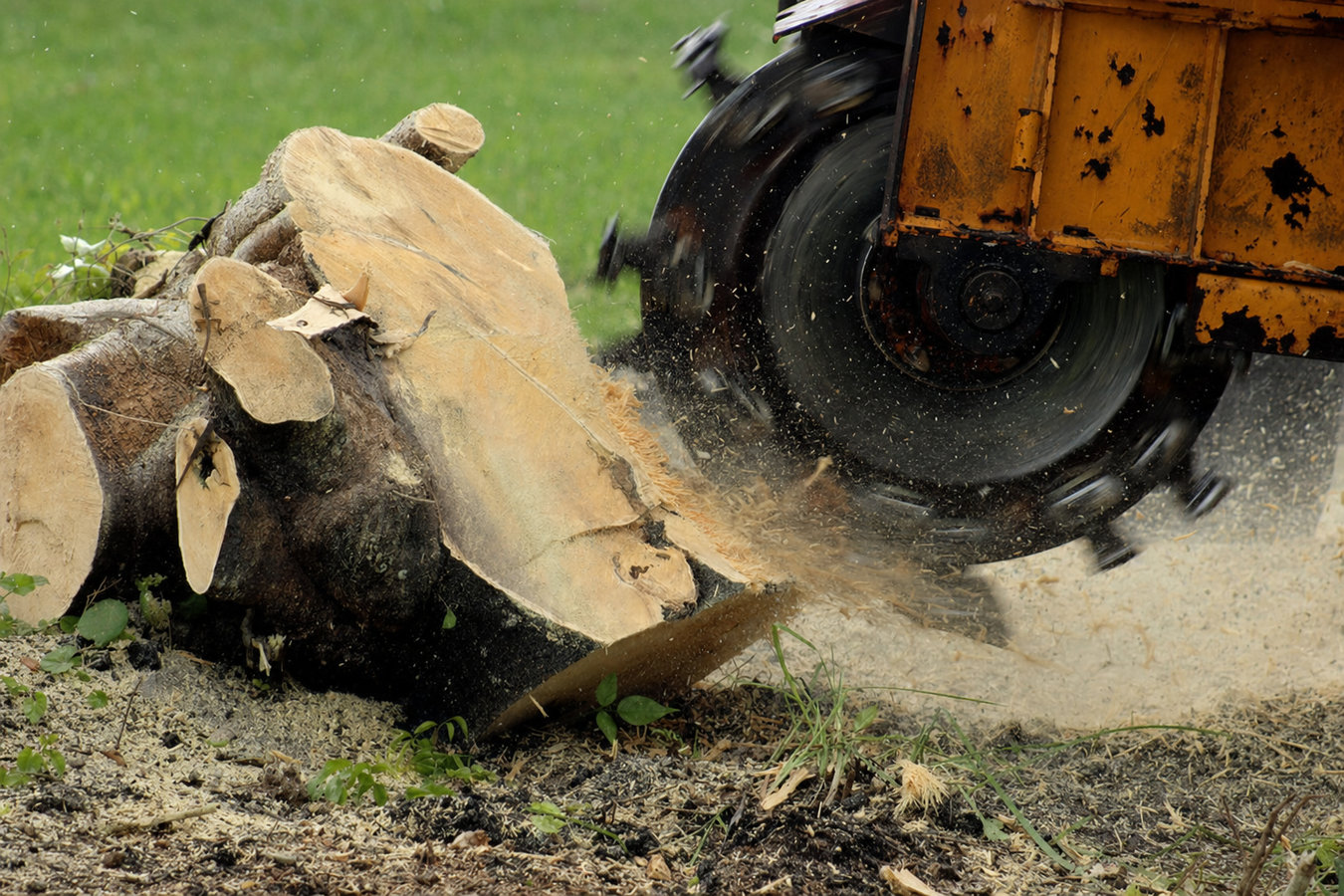Stump removal in Hacienda Heights, CA